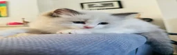 Ragdoll cats for sale: Gorgeous Ragdoll Kittens  - Advert 29