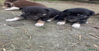 Border Collie dogs - Advert 4
