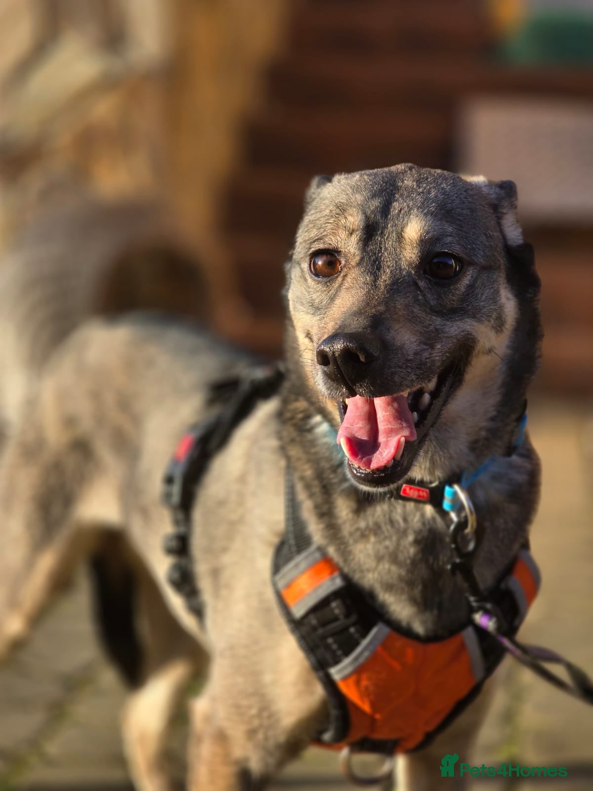 Mixed Breed dogs ❤️🐶 GRACIE – THE GIRL WHO TRIES SO HARD TO PLEASE - Advert 1