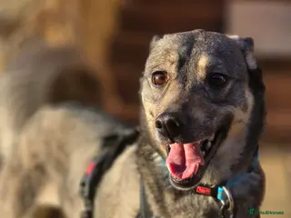 Mixed Breed dogs ❤️🐶 GRACIE – THE GIRL WHO TRIES SO HARD TO PLEASE - Advert 1