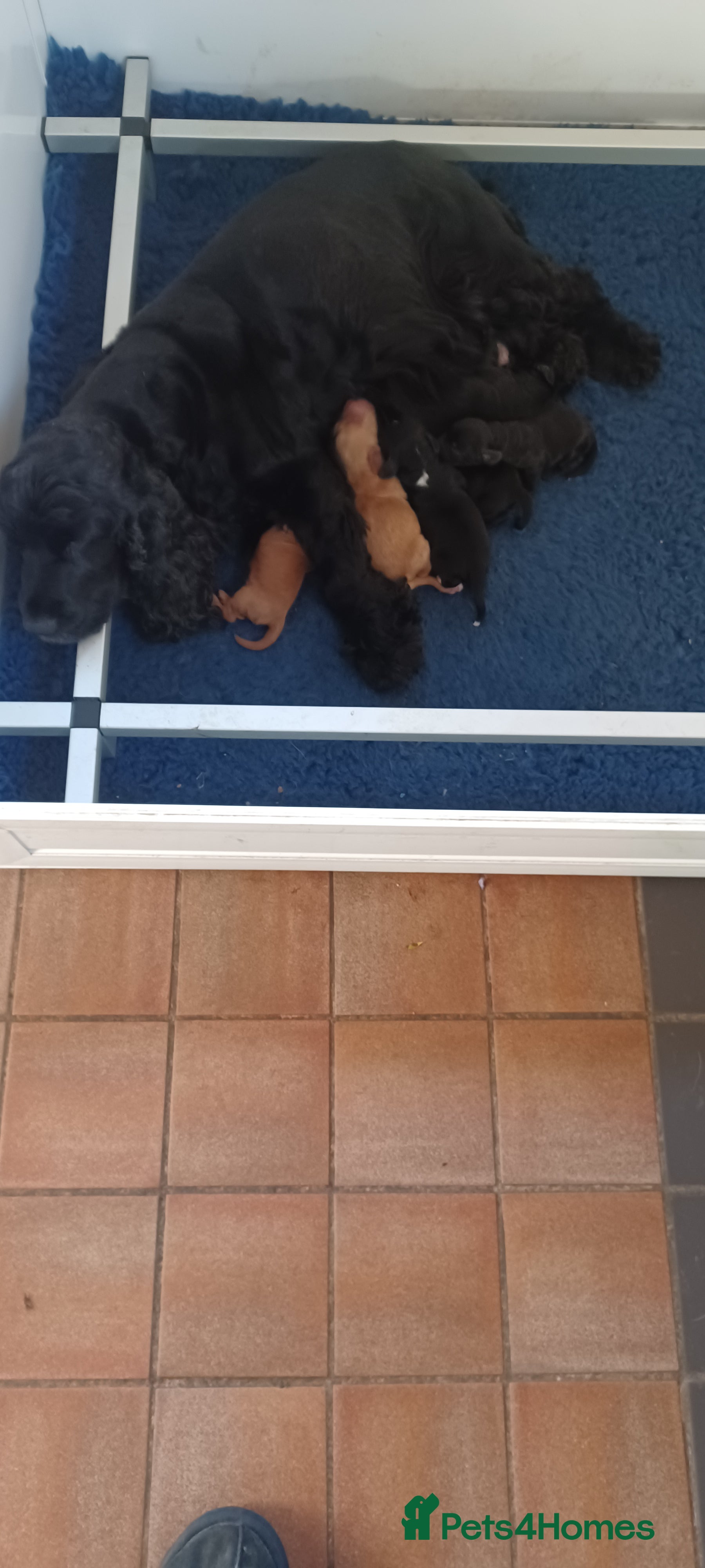 Cockapoo dogs Cockapoos F1 - Advert 4