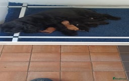 Cockapoo dogs for sale: Cockapoos F1 - Advert 1