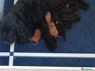 Cockapoo dogs Cockapoos F1 - Advert 10