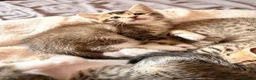 Bengal cats for sale: Bengal x Tabby kittens in Weymouth - Advert 5