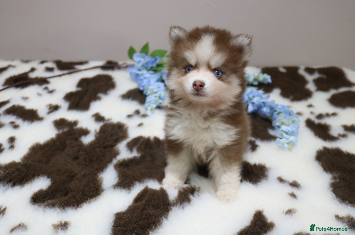 Pomsky dogs MINI Pomsky puppies - Advert 2