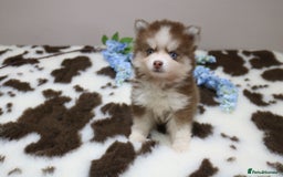 Pomsky dogs for sale: *WAITLIST OPEN* Pomsky puppy *FOUND HOMES* - Image 10