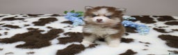 Pomsky dogs for sale: MINI Pomsky puppies - Advert 1