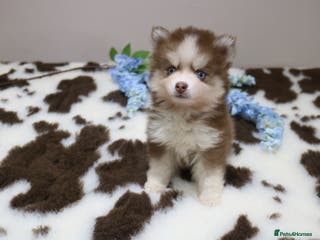 Pomsky dogs MINI Pomsky puppies - Advert 2
