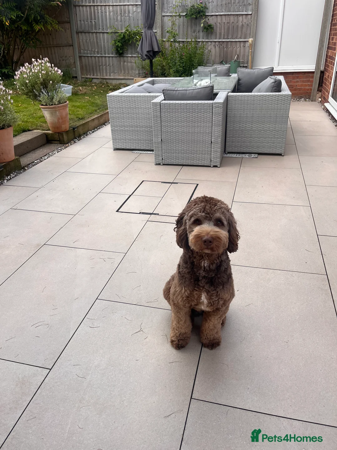 Australian Labradoodle dogs for stud: Australian Labradoodle Chocolate & White Tuxedo - Advert 11