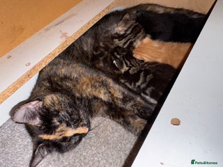 Mixed Breed cats 3 beautiful kittens looking for a forever home - Advert 1