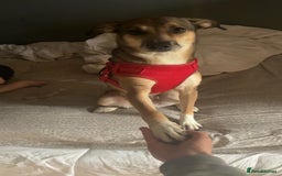 Mixed Breed dogs for sale: Nelly (staffy x Border collie) - Image 10