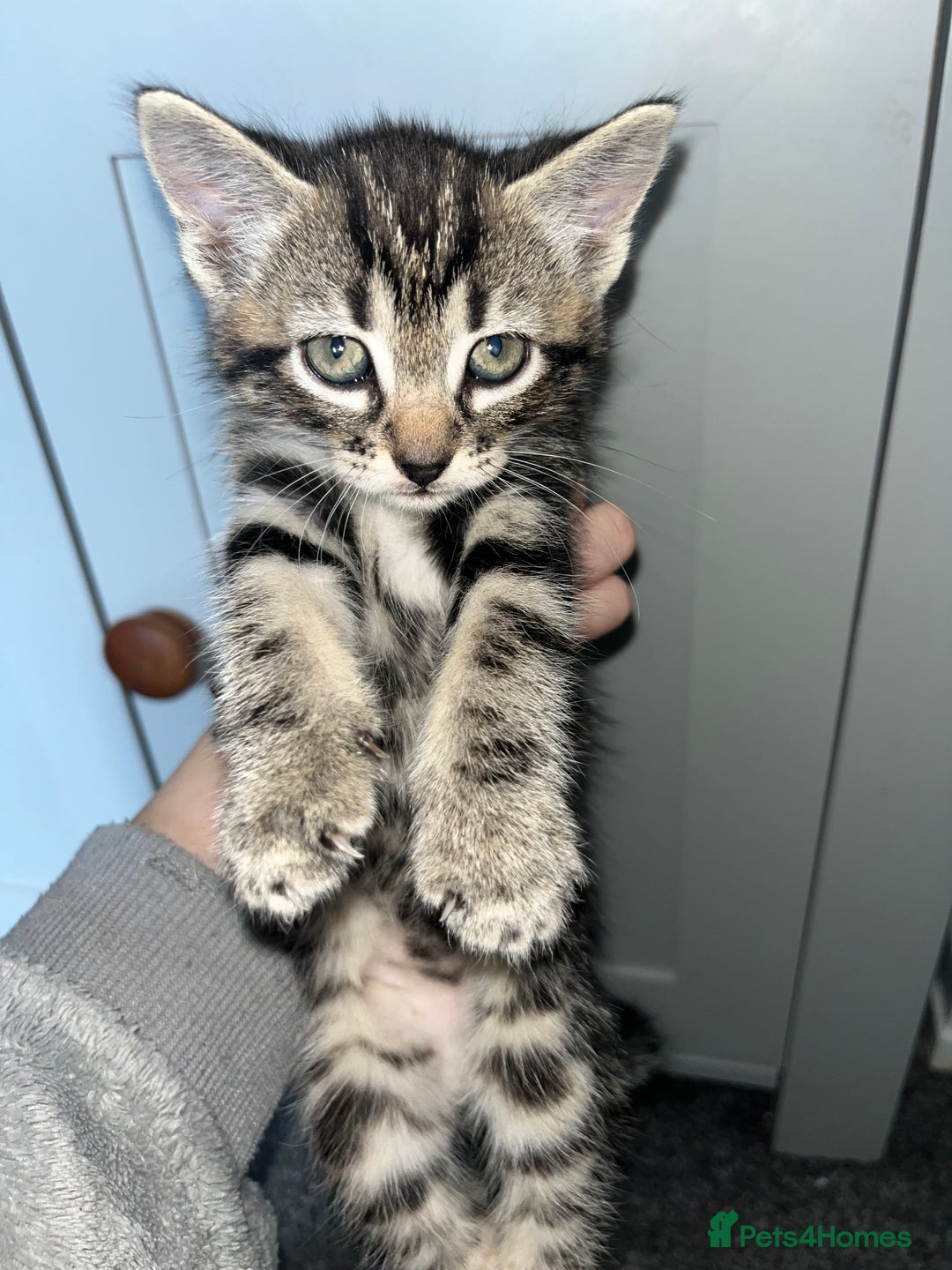 Mixed Breed cats for sale: 7 kittens looking for a home - Image 2