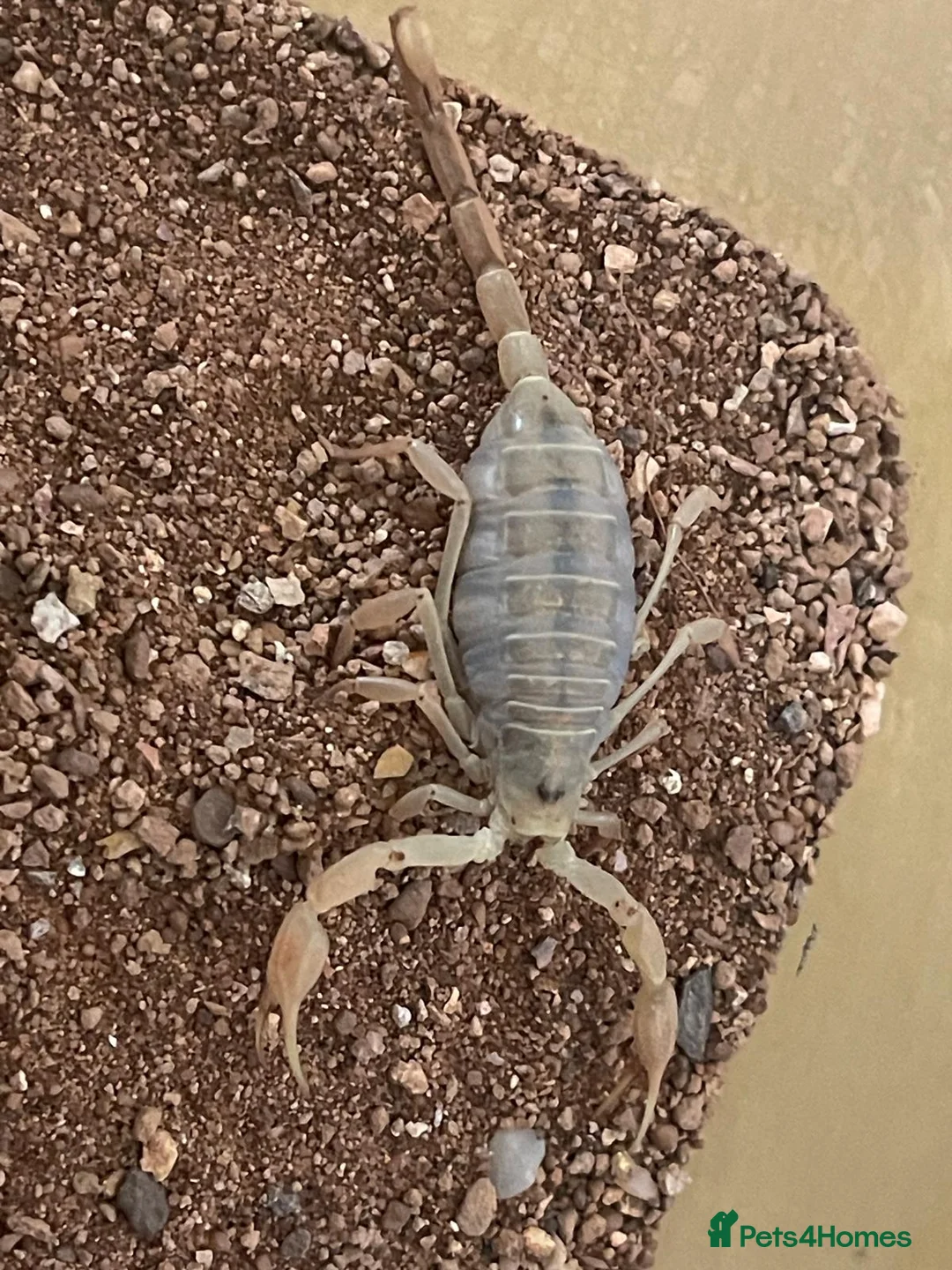 Scorpions invertebrates for sale: My Pet Scorpion - Advert 3