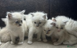 Ragdoll cats for sale: ⭐️BEAUTIFUL PUREBREED BLUEPOINT RAGDOLL KITTENS ⭐️ - Image 29