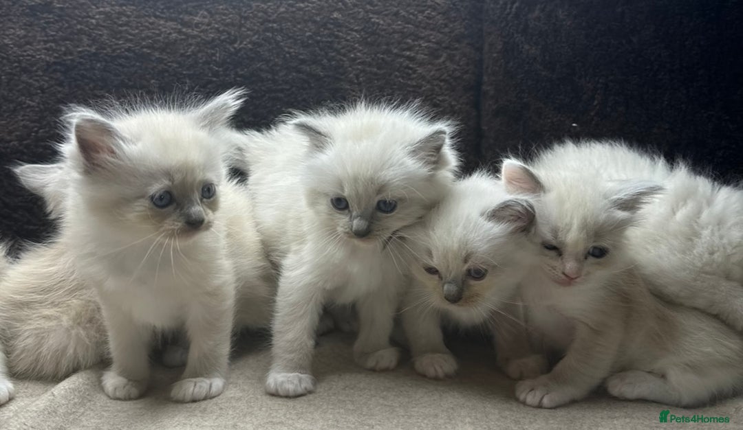 Ragdoll cats for sale: ⭐️BEAUTIFUL PUREBREED BLUEPOINT RAGDOLL KITTENS ⭐️ - Image 29