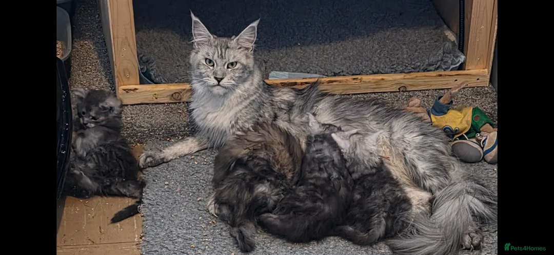 Maine Coon cats for sale: 5 Stunning Maine Coon kittens for Sale - Advert 2