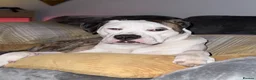 Mixed Breed dogs for sale: American bulldog x English bull terrier  - Advert 3