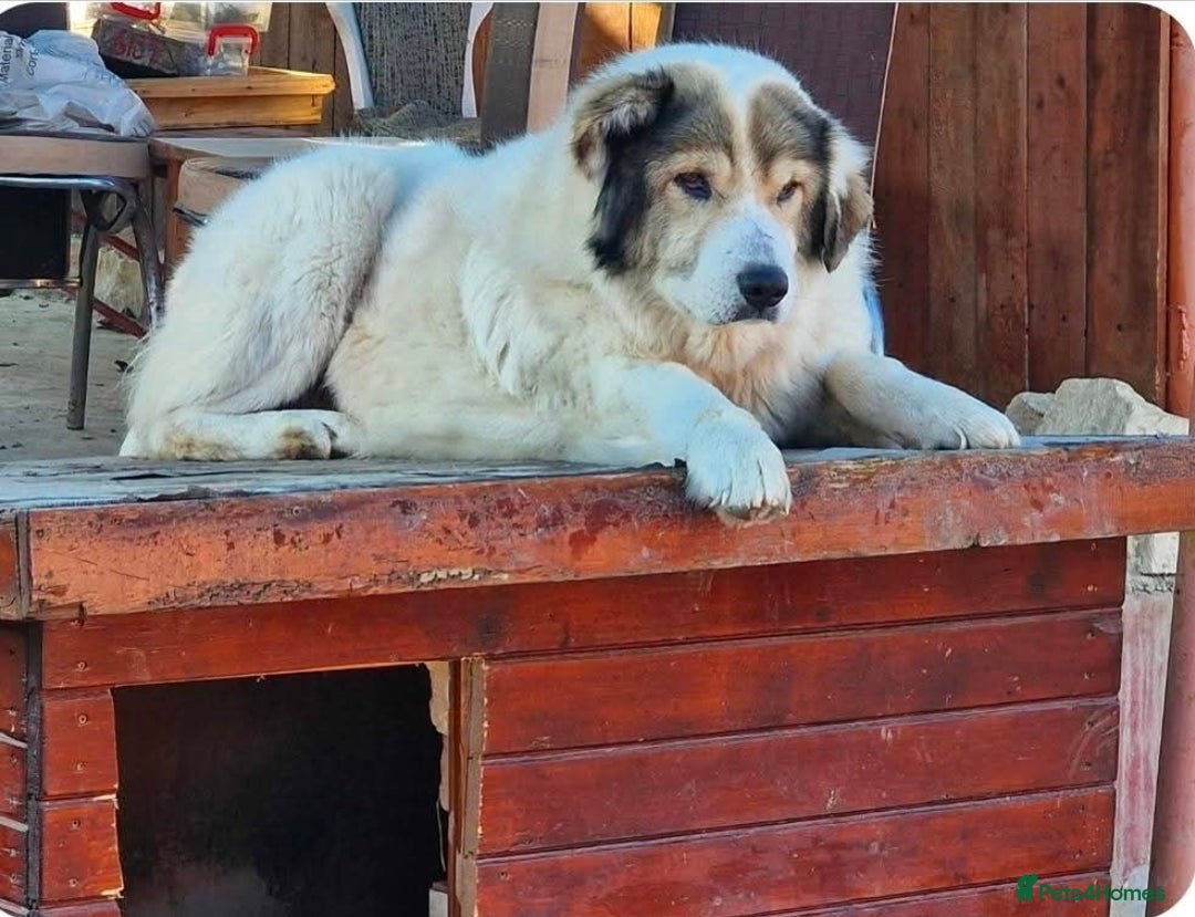 Mixed Breed dogs for adoption: GIGI  - Advert 3