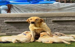 Goldador dogs for sale: Stunning litter of Goldador Puppies  - Image 5