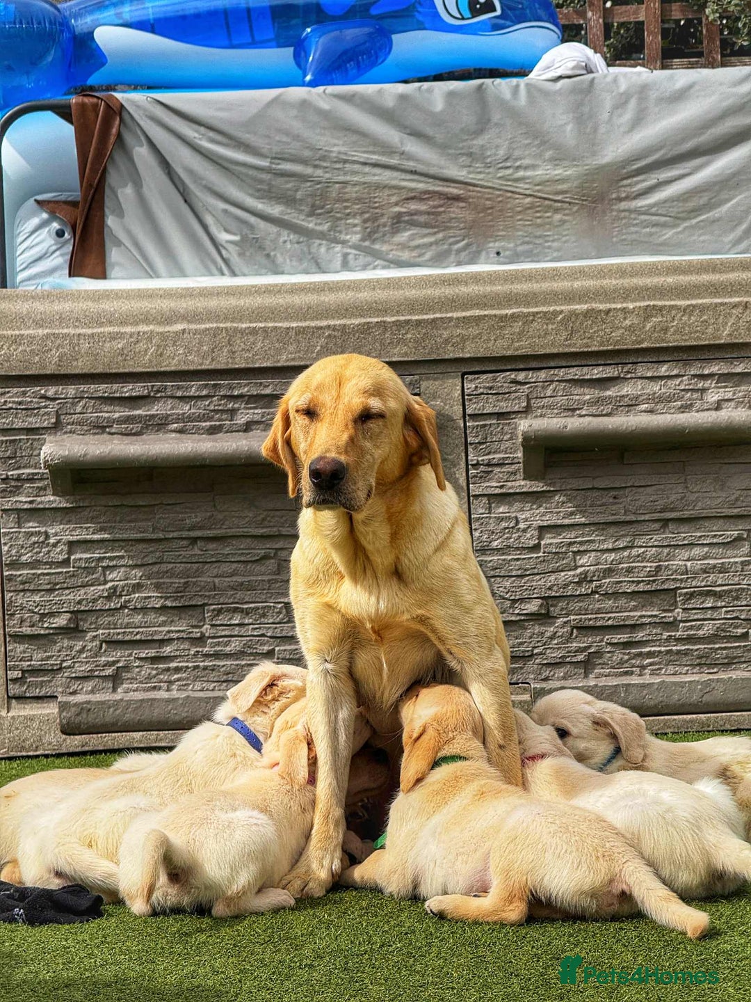 Goldador dogs for sale: Stunning litter of Goldador Puppies  - Image 5