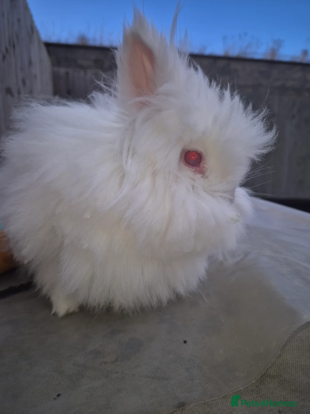 Lionhead rabbits for sale: Mum and daughter - Advert 4