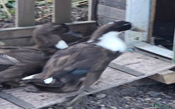 Ducks poultry for sale: Runner/Khaki/Pekin Ducks  - Image 5