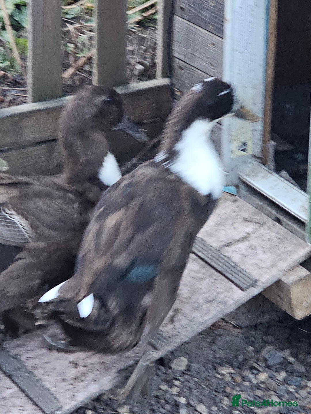Ducks poultry for sale: Runner/Khaki/Pekin Ducks  - Image 5