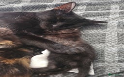 Mixed Breed cats for sale: Two Tiny Kittens  - Image 8