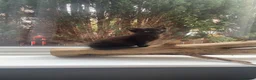 Mixed Breed cats for sale: Two black kittens - Advert 3