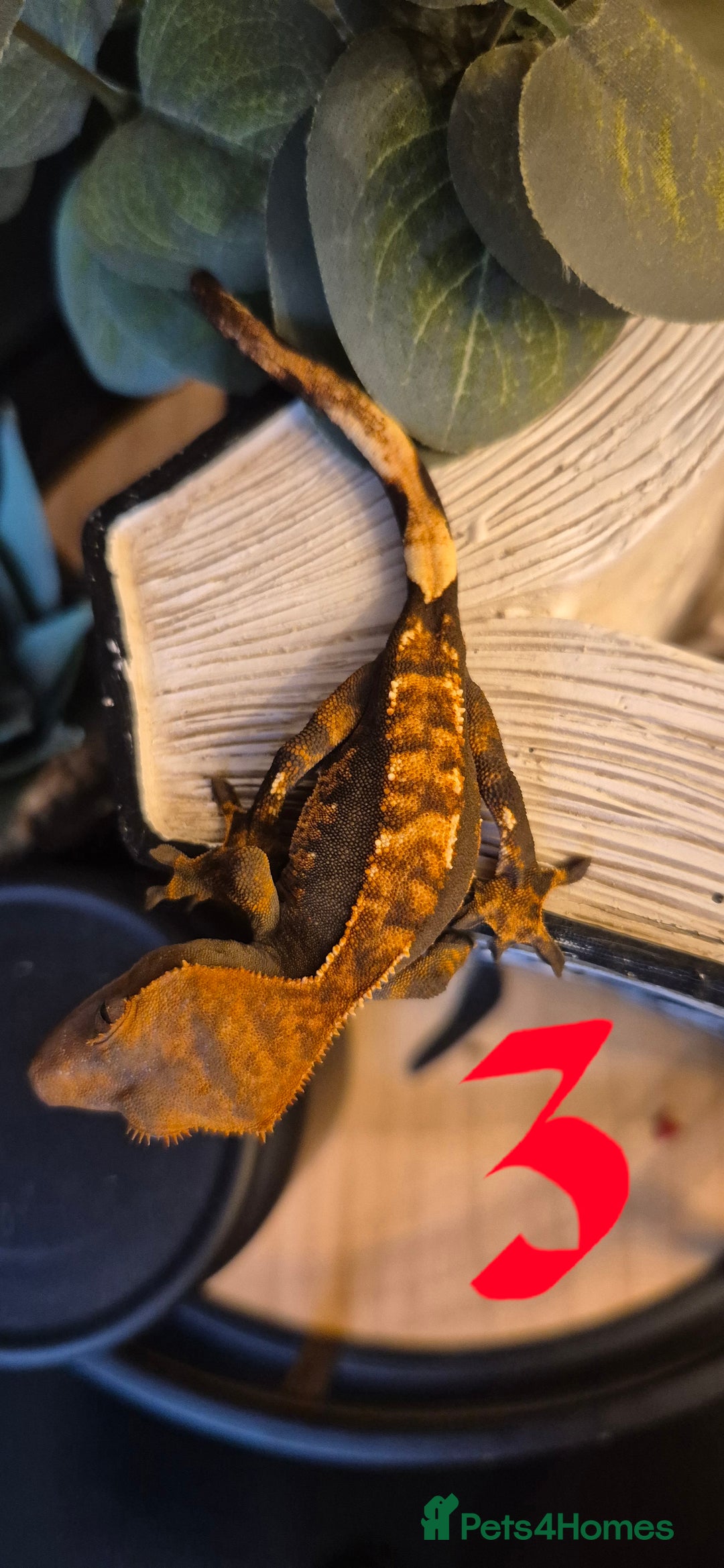 Gecko reptiles for sale: Crested Geckos in Liverpool - Image 1
