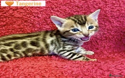 Bengal cats for sale: Beautiful Bengal Kittens  - Image 16