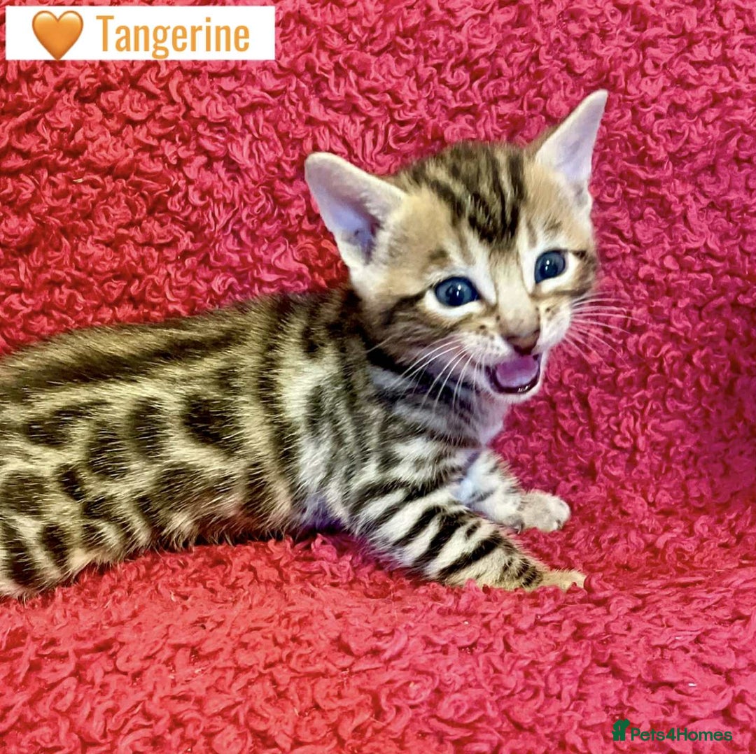 Bengal cats for sale: Beautiful Bengal Kittens  - Image 16