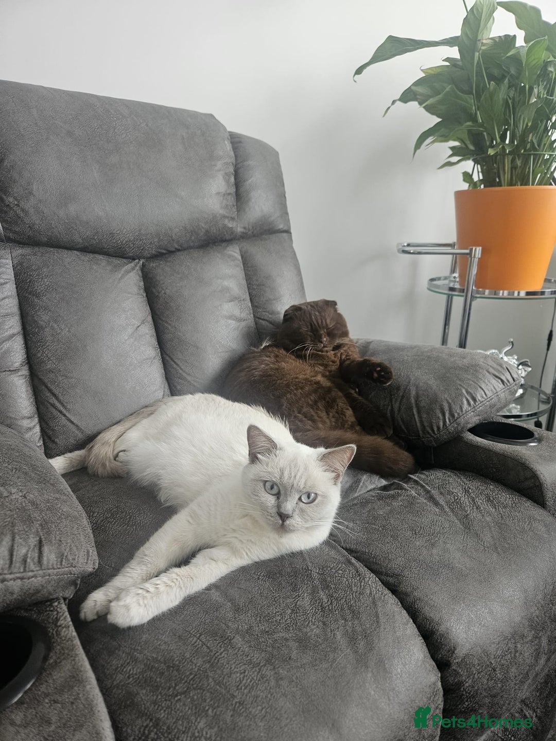 Scottish Fold cats for sale: SF 2 males available  - Image 8