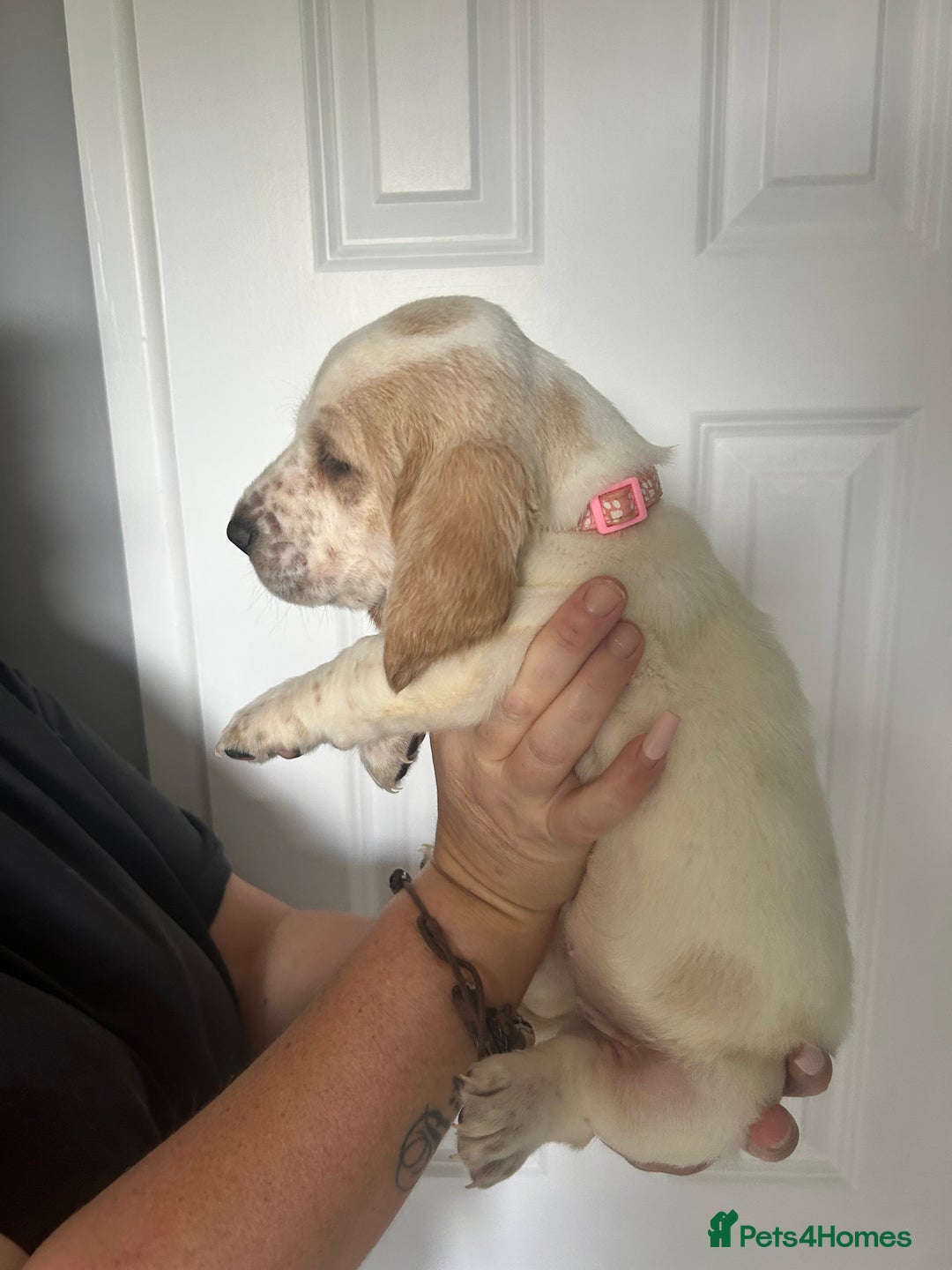 Basset Hound dogs for sale: Lemon and white basset pups - Image 14