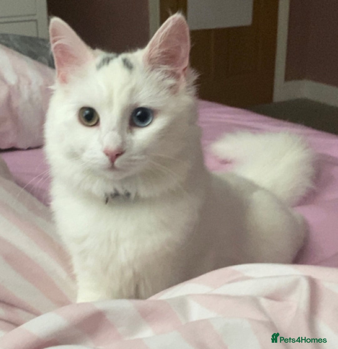 Mixed Breed cats for sale: Lady, 10 months old - Image 3