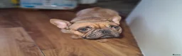 French Bulldog dogs for sale: French bulldog puppies ready to go - Advert 14