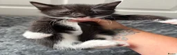 Mixed Breed cats for sale: 4 beautiful kittens ❤️ - Advert 5