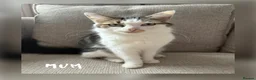 Mixed Breed cats for sale: Kittens for sale  - Advert 1