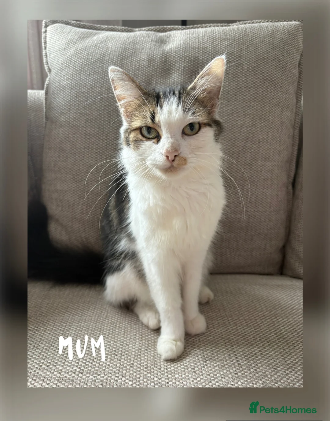 Mixed Breed cats for sale: Kittens for sale  - Advert 1