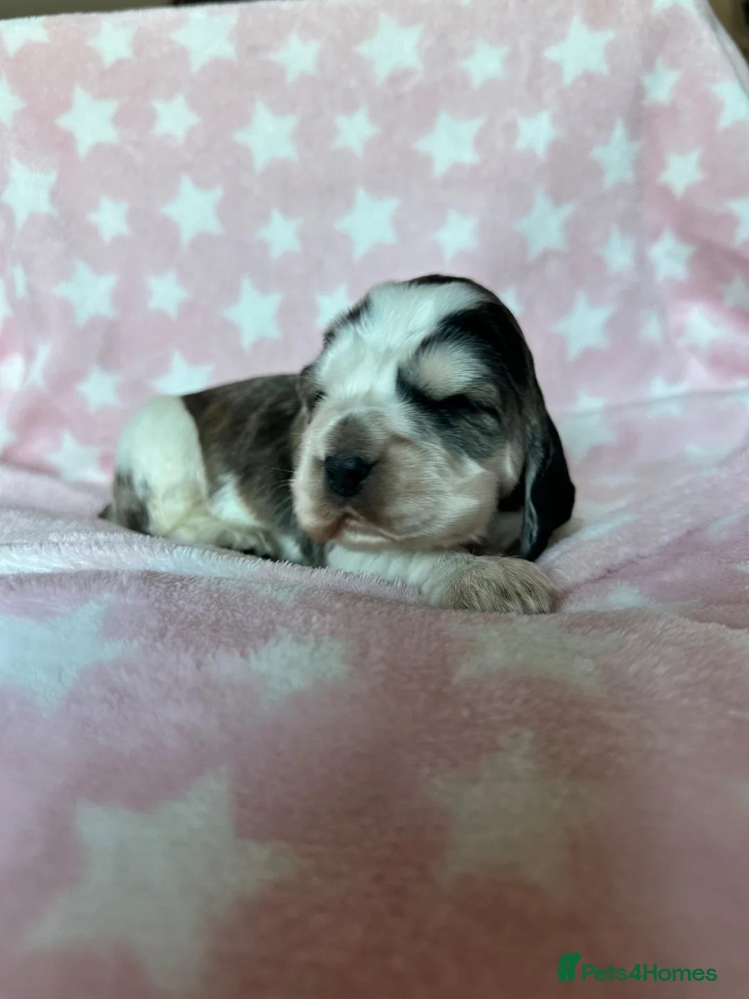 Cocker Spaniel dogs for sale: KC Show Cocker Spaniels - Advert 2