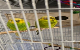 Budgerigars birds for sale: Pair of beautiful budgies  - Advert 2