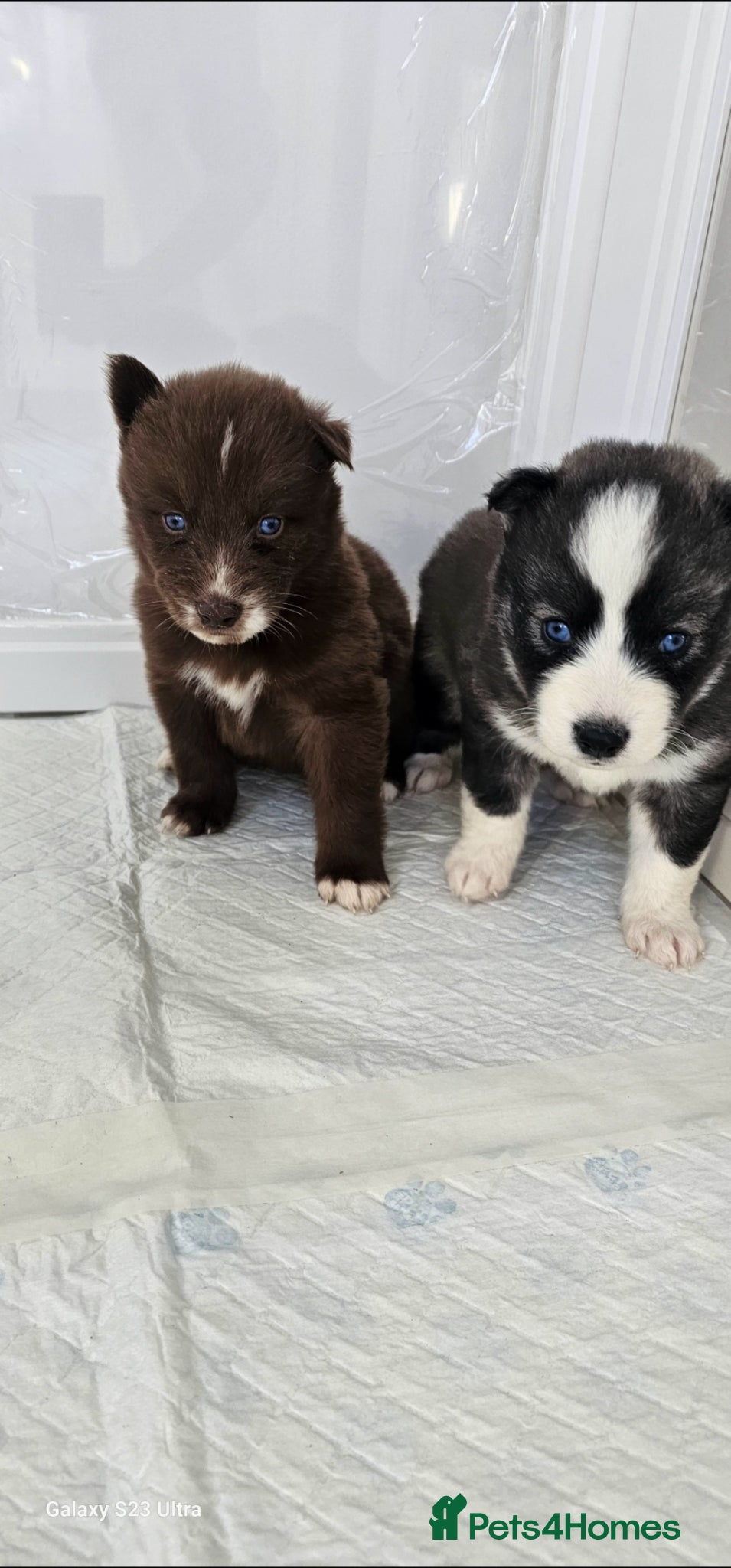 Siberian Husky dogs Beautiful Siberian Husky - Advert 1