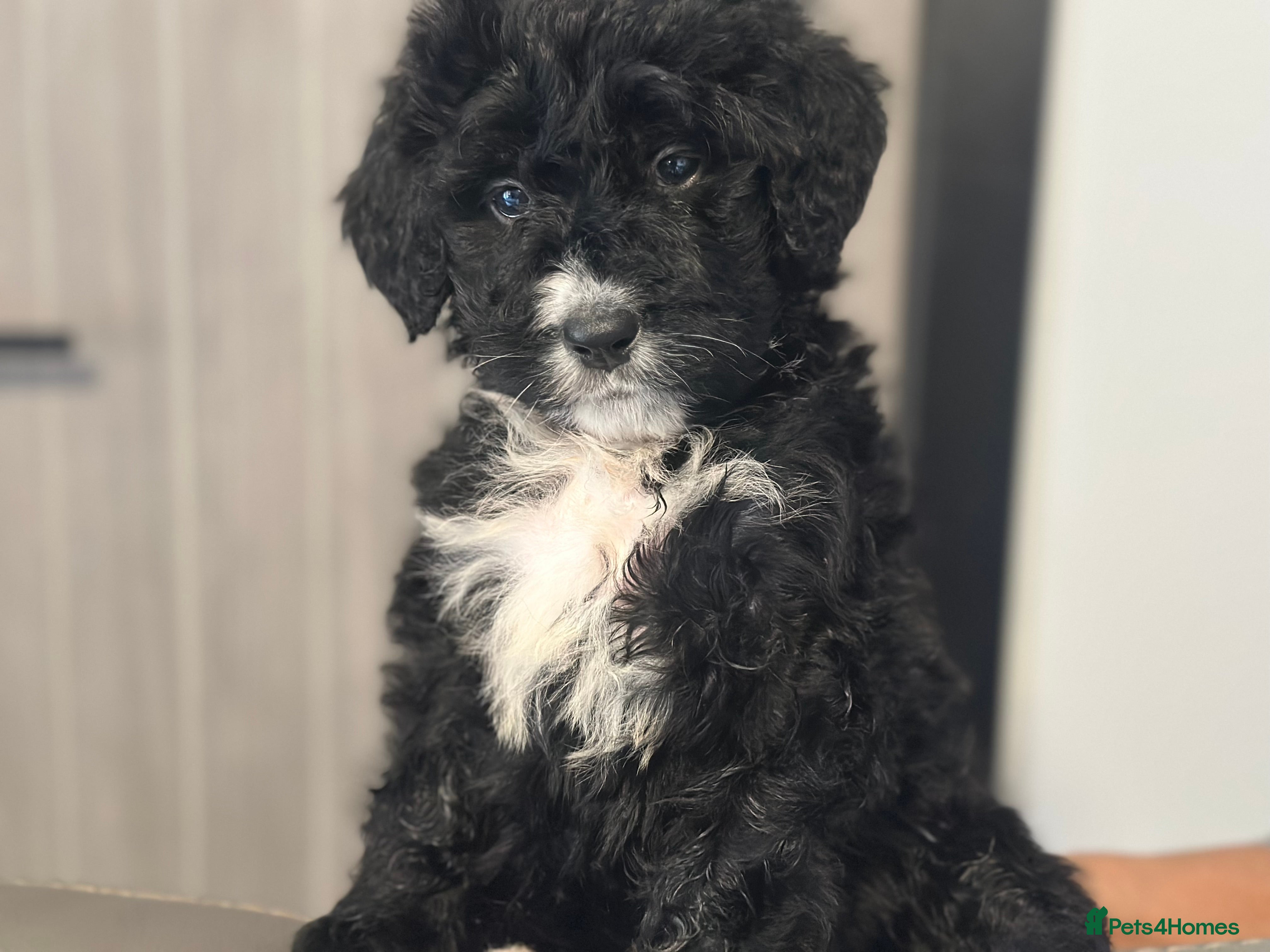 Bernedoodle dogs F1 STANDARD BERNADOODLE VACCINATED FULL VET CHECK - Advert 2