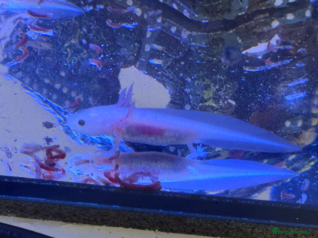 Axolotl reptiles for sale: Axolotl - Image 20