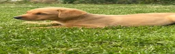 Labrador Retriever dogs for sale: 🧡Fabulous KC Fox Red Puppies.🧡 - Advert 13