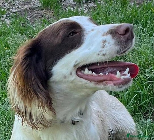 English Springer Spaniel dogs Springer Spaniel nine months old, Tino - Advert 1