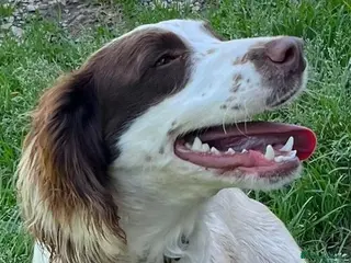 English Springer Spaniel dogs Springer Spaniel nine months old, Tino - Advert 1