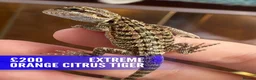 Bearded Dragon reptiles for sale: Baby dragons 1 month old  - Advert 4