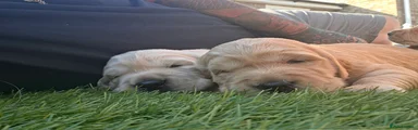 Golden Retriever 3