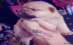 French Bulldog dogs for sale: Beautiful French Bulldogs  - Image 4